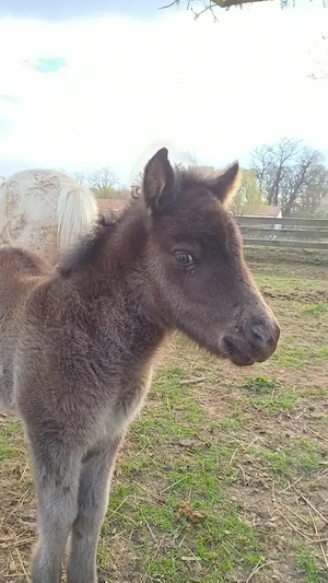 Dt.Part-bred Shetland Pony,  Stute, Shetty, Shetlandpony  Bild 5
