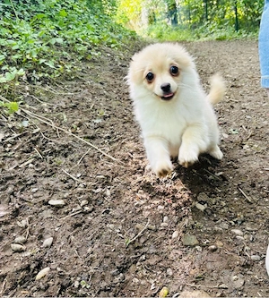 Helles Pomchi-Mädel wieder verfügbar