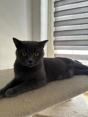 BKH Kitten 