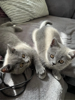 BKH Kitten 