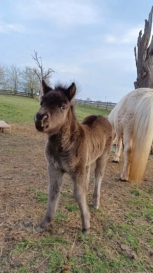 Dt.Part-bred Shetland Pony,  Stute, Shetty, Shetlandpony  Bild 7