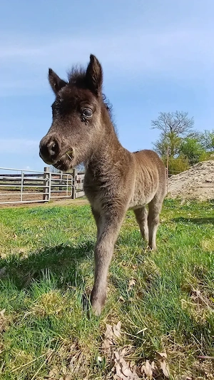 Dt.Part-bred Shetland Pony,  Stute, Shetty, Shetlandpony  Bild 4