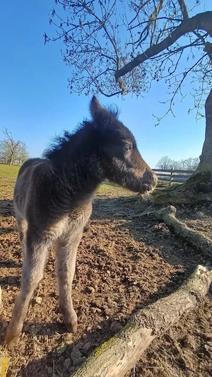 Dt.Part-bred Shetland Pony,  Stute, Shetty, Shetlandpony  Bild 6
