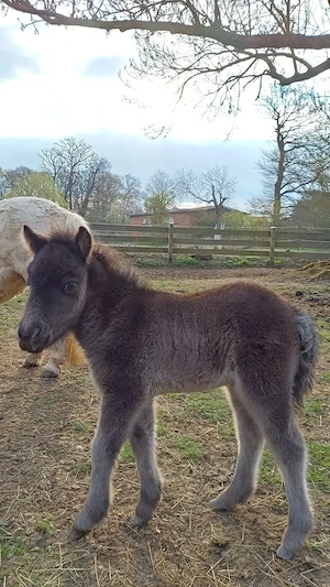 Dt.Part-bred Shetland Pony,  Stute, Shetty, Shetlandpony  Bild 2