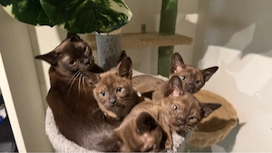 reinrassige Burma Kitten