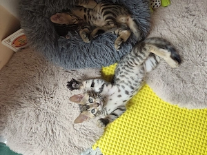 Bengal Kittys