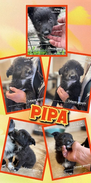 wunderschönes Welpenmädchen "Pipa" sucht ein liebevolles Zuhause