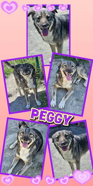 Goldstück Hündin "Peggy" sucht ein liebevolles Zuhause