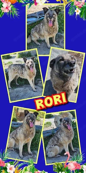 offene, liebe, wunderschöne Hündin "Rori" sucht ein liebevolles Zuhause 