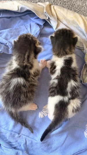 babykatzen demnächst abzugeben  Bild 3
