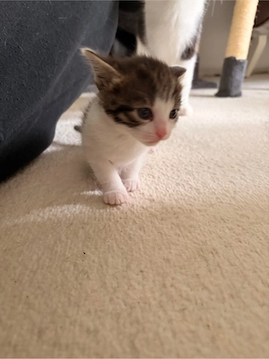 babykatzen demnächst abzugeben  Bild 2