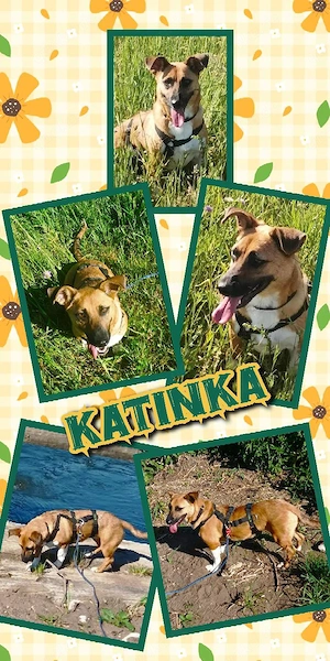 liebe, neugierige, lustige, kleine Hündin "Katinka" sucht ein liebevolles Zuhause