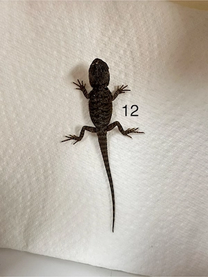 Bartagamen Nachwuchs Pogona Vitticeps