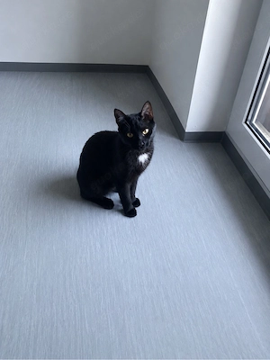Katze suche neu Haus