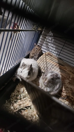 Zwei Männliche Degus 