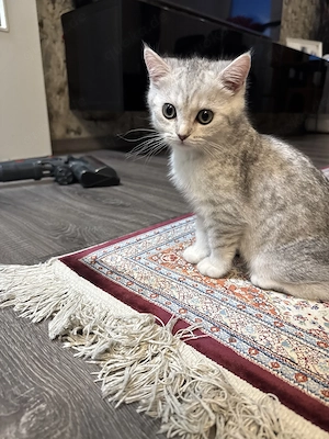 Bkh kitten Katze 12 Wochen alt Preis für beide 