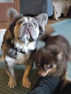 Französische Bulldogge 