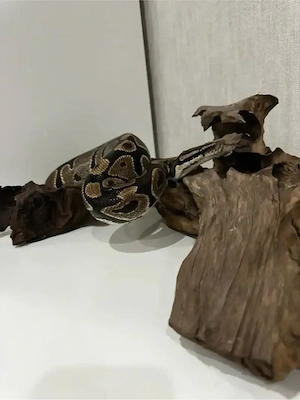 DH 0.1 Ultramel Piebald Pied