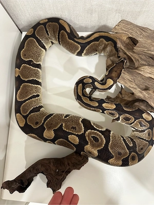 DH 0.1 Ultramel Piebald Pied Bild 2