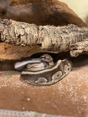 Königspython 0.1 Mojave DH Ultramel Piebald
