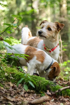 Jack Russell Terrier Rauhhaar broken coat Welpen