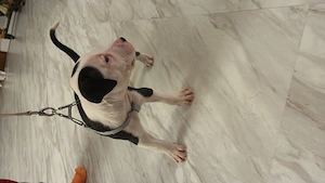 Wir suchen noch ein neues Zuhause amerikanische bulldoggen