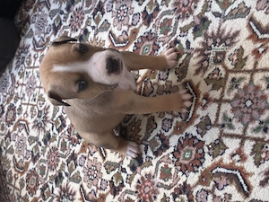 Ich suche noch ein neues Zuhause amerikanische bulldoggen
