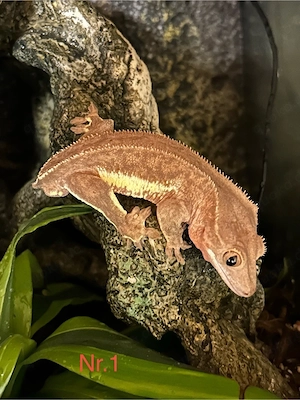 Verschiedene Geckos zur Abgabe 