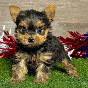       Yorkshire-Terrier-Welpe sucht liebevolles Zuhause        Bild 5