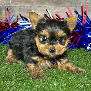       Yorkshire-Terrier-Welpe sucht liebevolles Zuhause        Bild 4