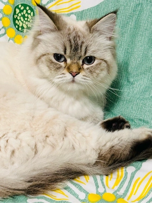     Liebevolle Katze sucht Deckkater 