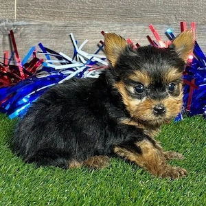       Yorkshire-Terrier-Welpe sucht liebevolles Zuhause        Bild 2