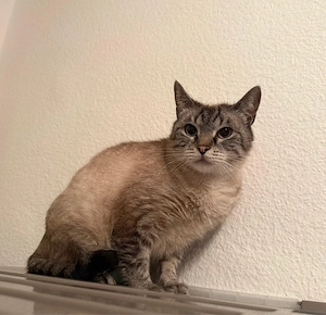 Britisch Kurzhaar Katze sucht ruhiges Zuhause!