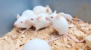 Mäuse zur Angabe Maus