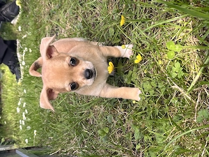 Zwei Chihuahua Welpen