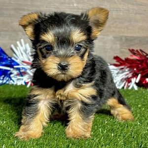       Yorkshire-Terrier-Welpe sucht liebevolles Zuhause       