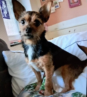 Tolle Hündin Pinscher Chihuahua mischling
