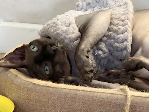 Sphynx Kater abzugeben  