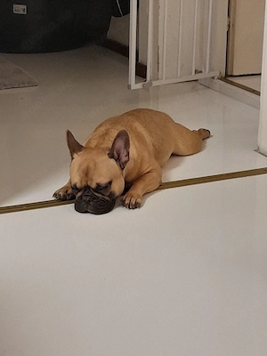 französische bulldogge 