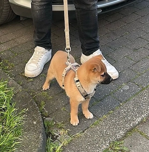 shiba inu welpen 