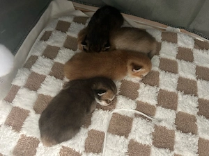 Goldene Chinchilla-Kitten Bkh mit Stammbaum München Bild 3