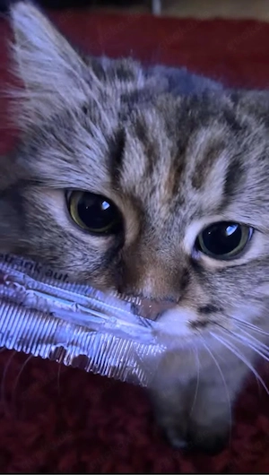 katzekatze