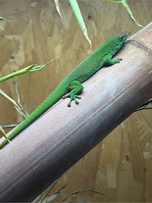 Terrarium inkl Geckos abzugeben 