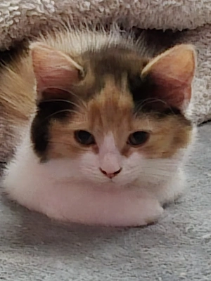 Perser - Maine Coon Mix