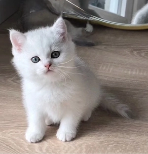 BKH kitten