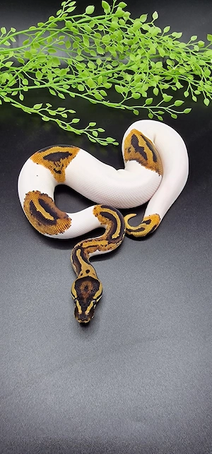 Yellowbelly Pied het. Desert Ghost 50% het. Axanthic (TSK)
