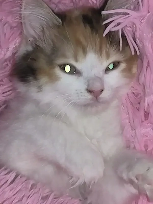 Perser - Maine Coon Mix