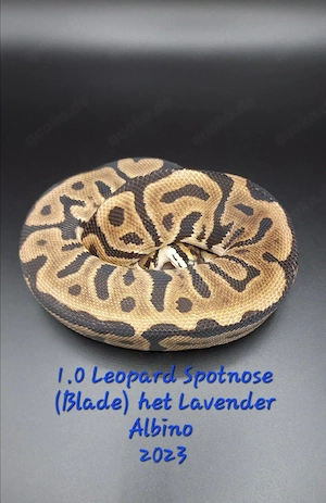 1.0 Leopard Spotnose (Blade) het Lavender Albino