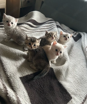 bkh kitten