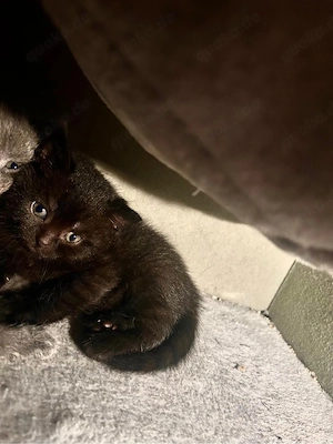 babykatzen zum verkaufen